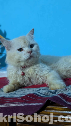 Persian cat